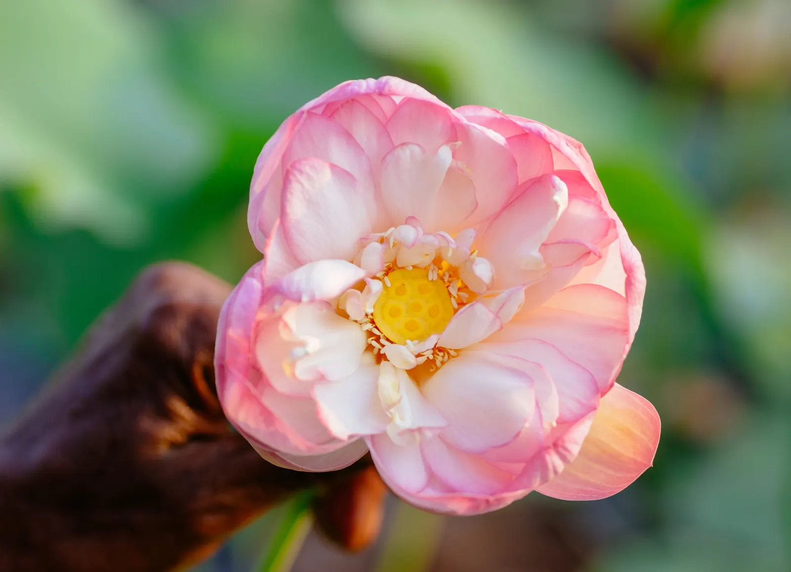 Lotus (Nelumbo Nucifera) — is known for its captivating blooms that rise above the water's surface up to eight inches on erect stalks; also revered, image 90