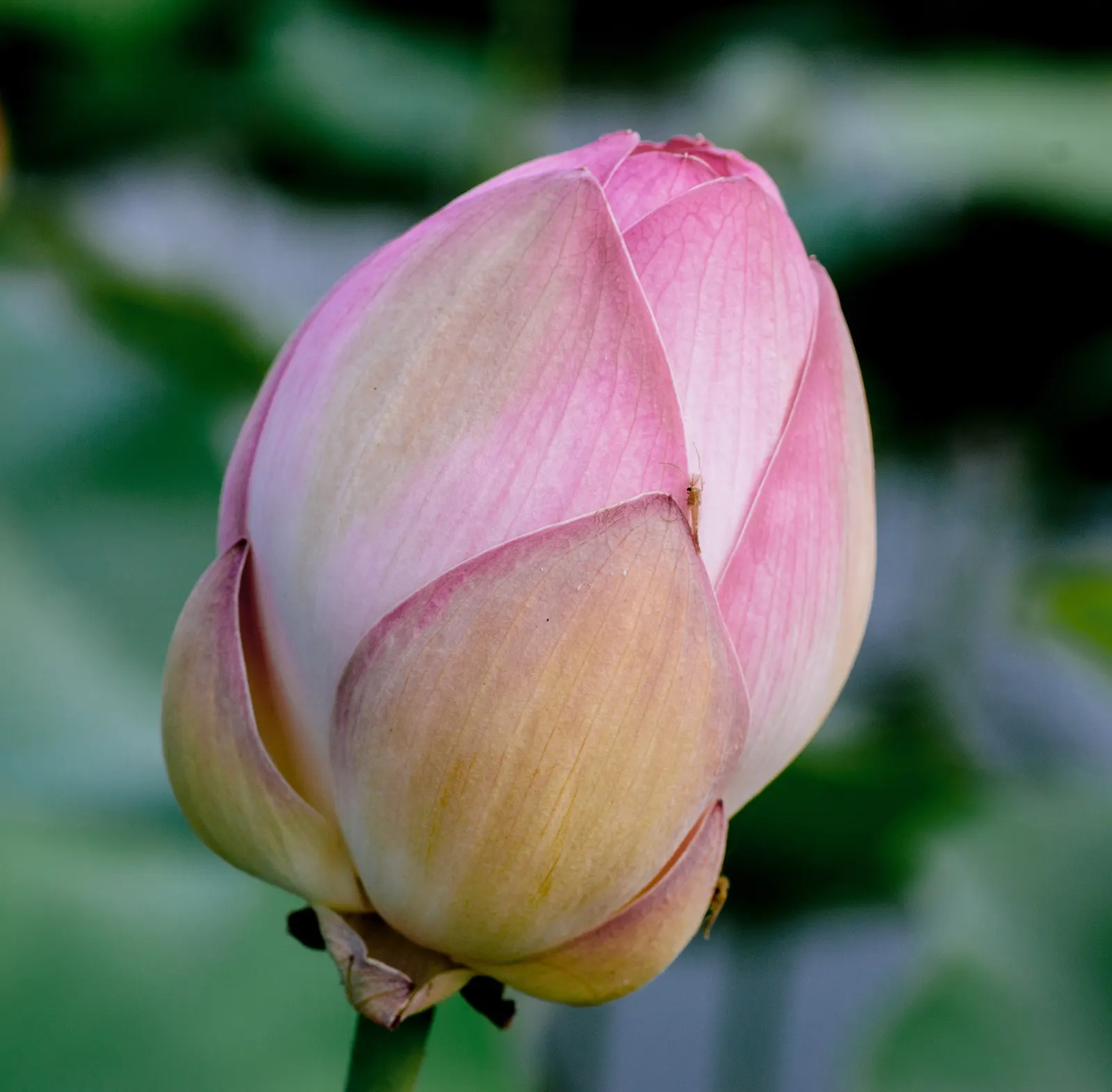 Lotus (Nelumbo Nucifera) — Ideal for zones 4-10, it requires full sun and a depth of 12-18 inches of water; pink and white flowers in the garden, image 85