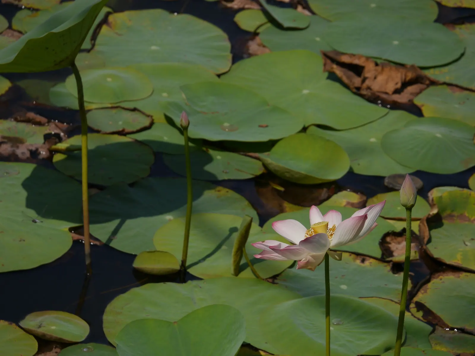 Lotus (Nelumbo Nucifera) — while vivid flowers spanning 8-12 inches emerge on 3-4 feet stalks; nelumbo nucifera prefers a warm