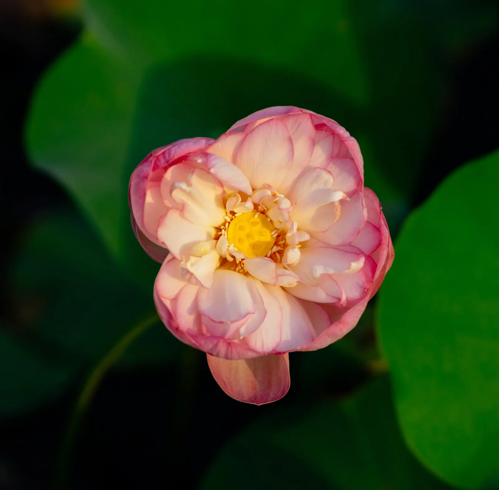 Lotus (Nelumbo Nucifera) — adding a touch of tranquility to the scene, image 50