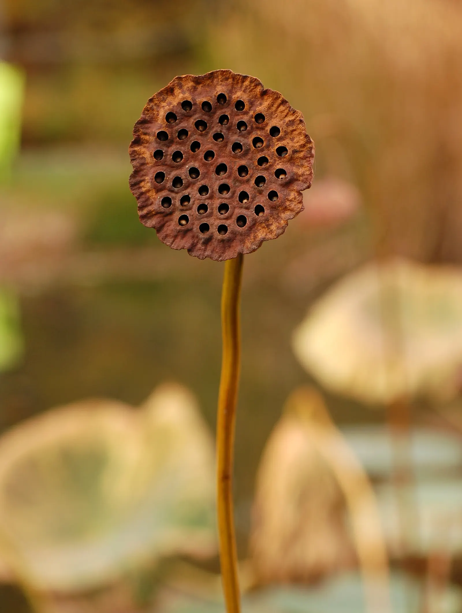 Lotus (Nelumbo Nucifera) — The Lotus, or Nelumbo nucifera, is an aquatic perennial known for its stunning blooms; ideal for zones 4-10, it requires full sun