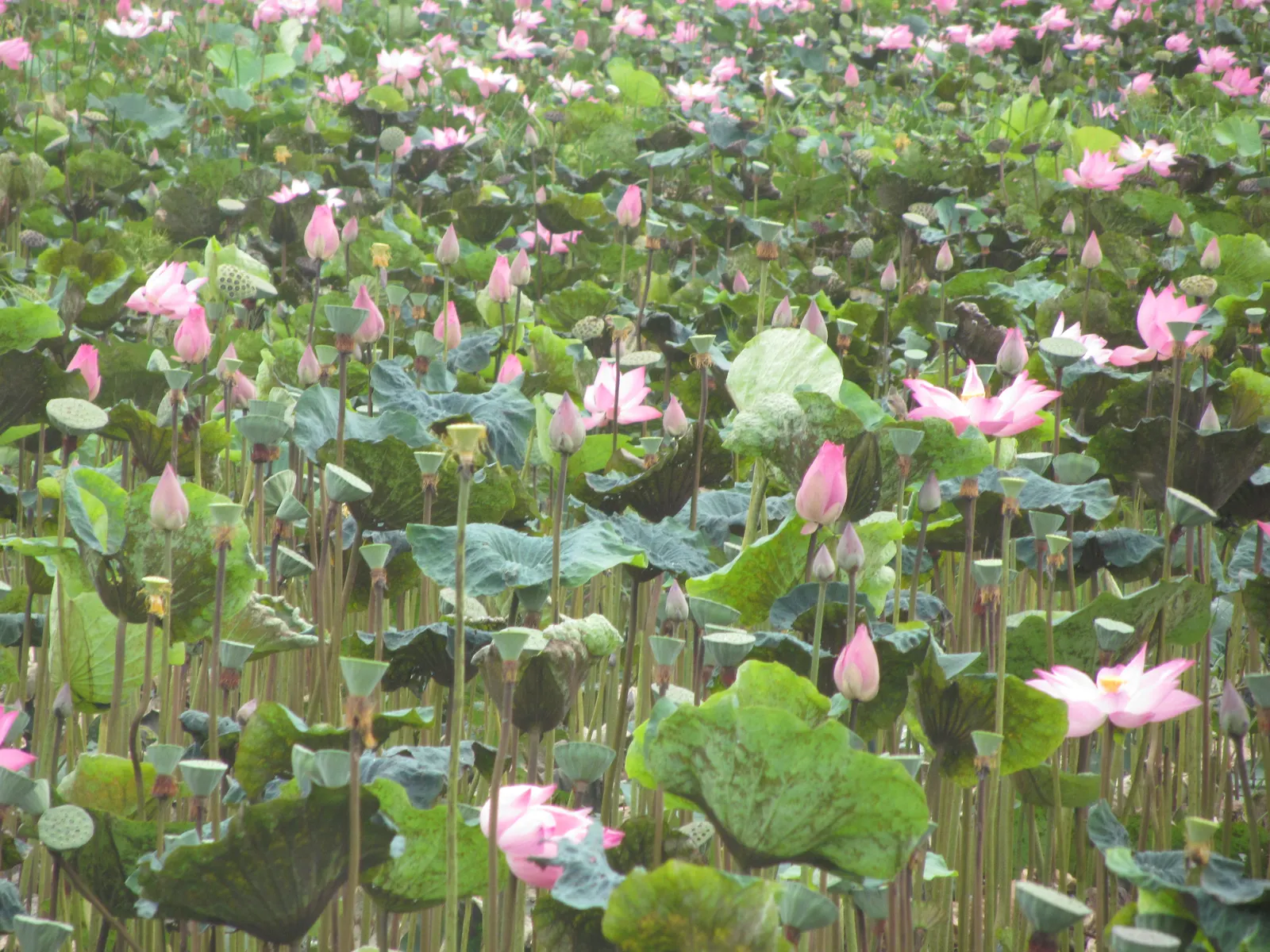 Lotus (Nelumbo Nucifera) — Revered for its beauty and symbolism, the Lotus thrives in still water features, adding a tranquil focal point, image 59
