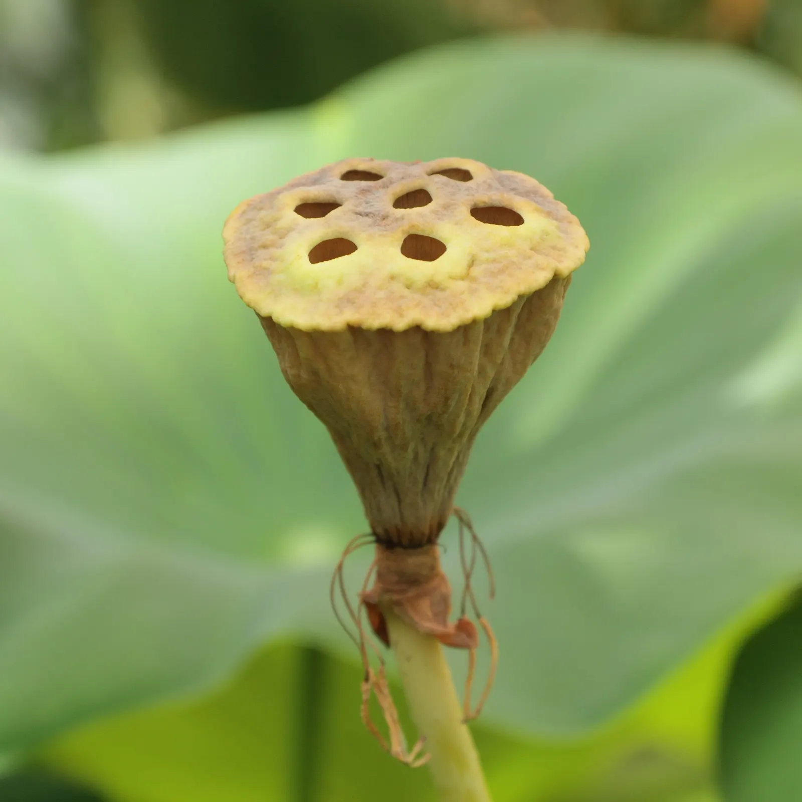 Lotus (Nelumbo Nucifera) — while vivid flowers spanning 8-12 inches emerge on 3-4 feet stalks