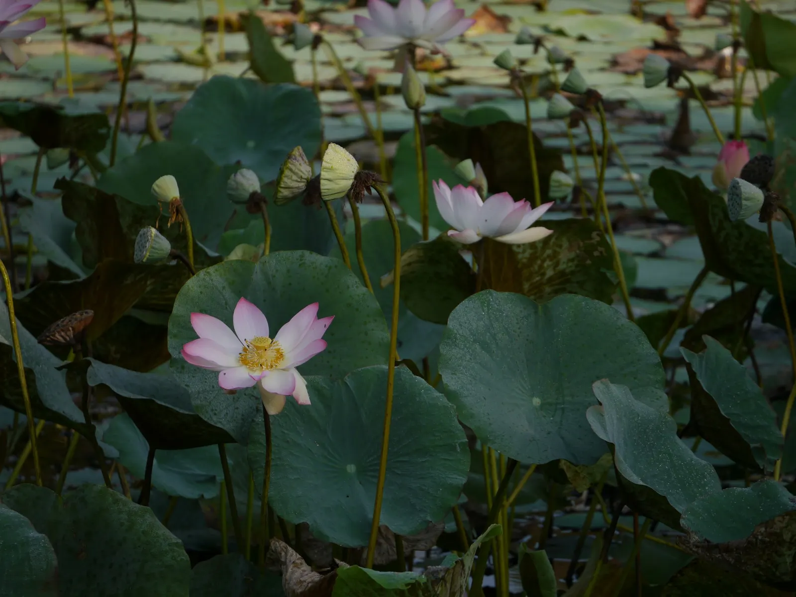 Lotus (Nelumbo Nucifera) — is known for its captivating blooms that rise above the water's surface up to eight inches on erect stalks