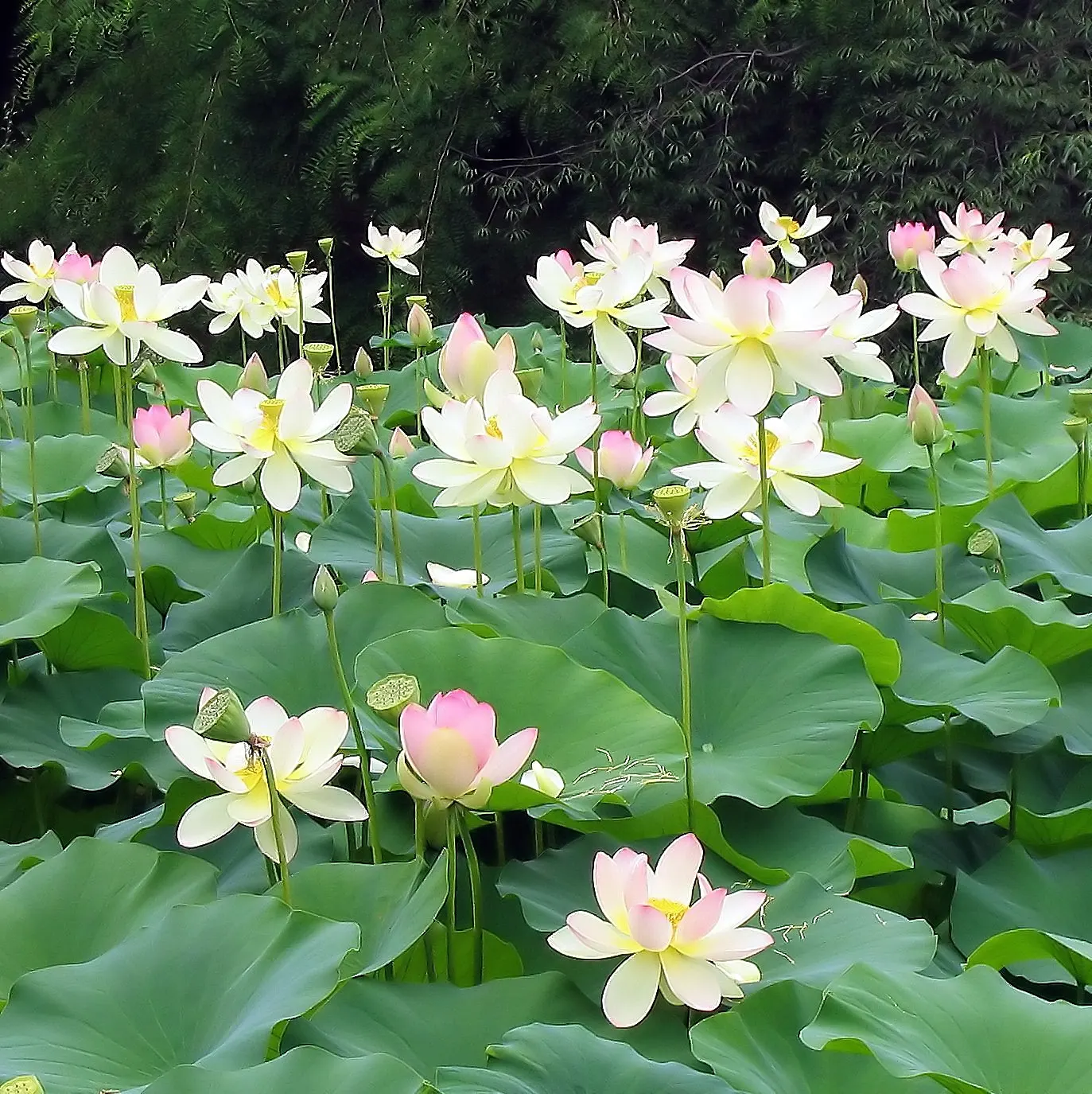 Lotus (Nelumbo Nucifera) — Nelumbo nucifera prefers a warm