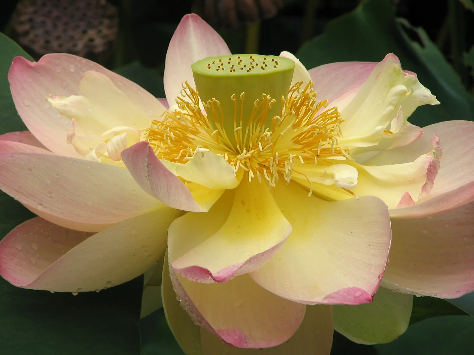 Lotus (Nelumbo Nucifera) — along with its ethereal beauty, image 41
