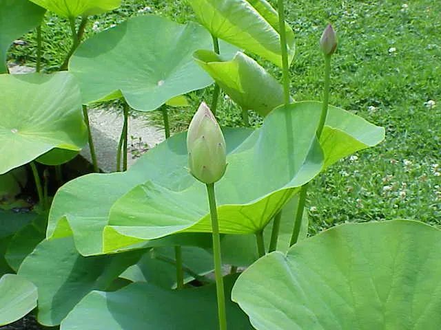Lotus (Nelumbo Nucifera) — The Lotus, or Nelumbo nucifera, is an aquatic perennial known for its stunning blooms