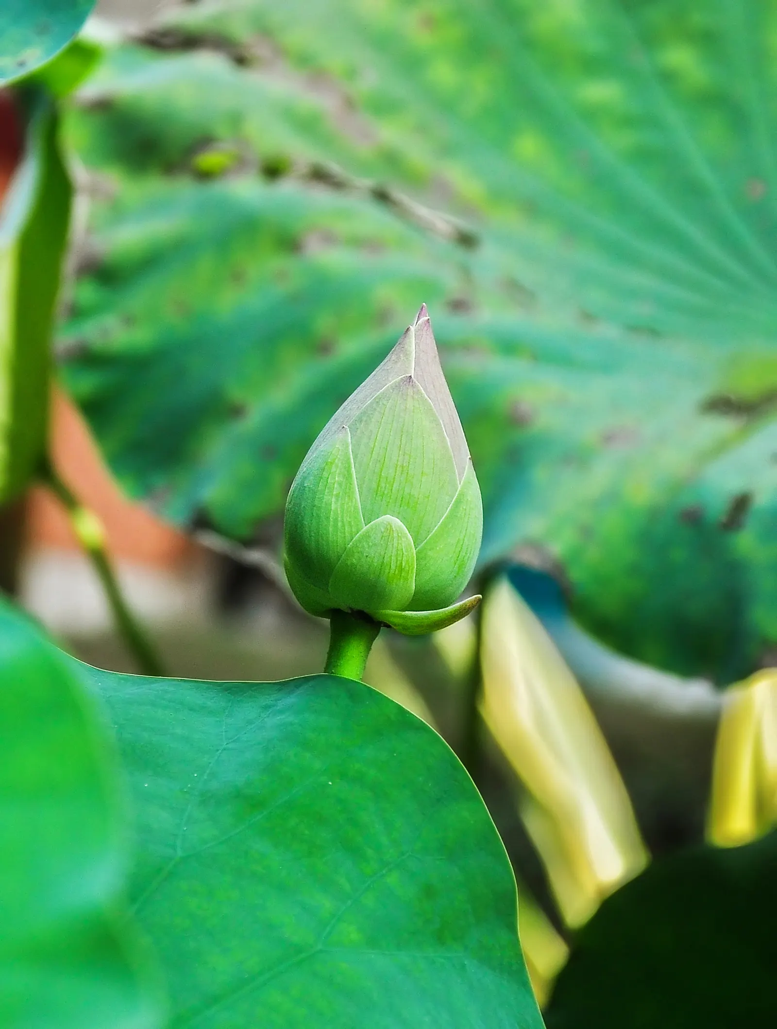 Lotus (Nelumbo Nucifera) — native to tropical Asia and Queensland