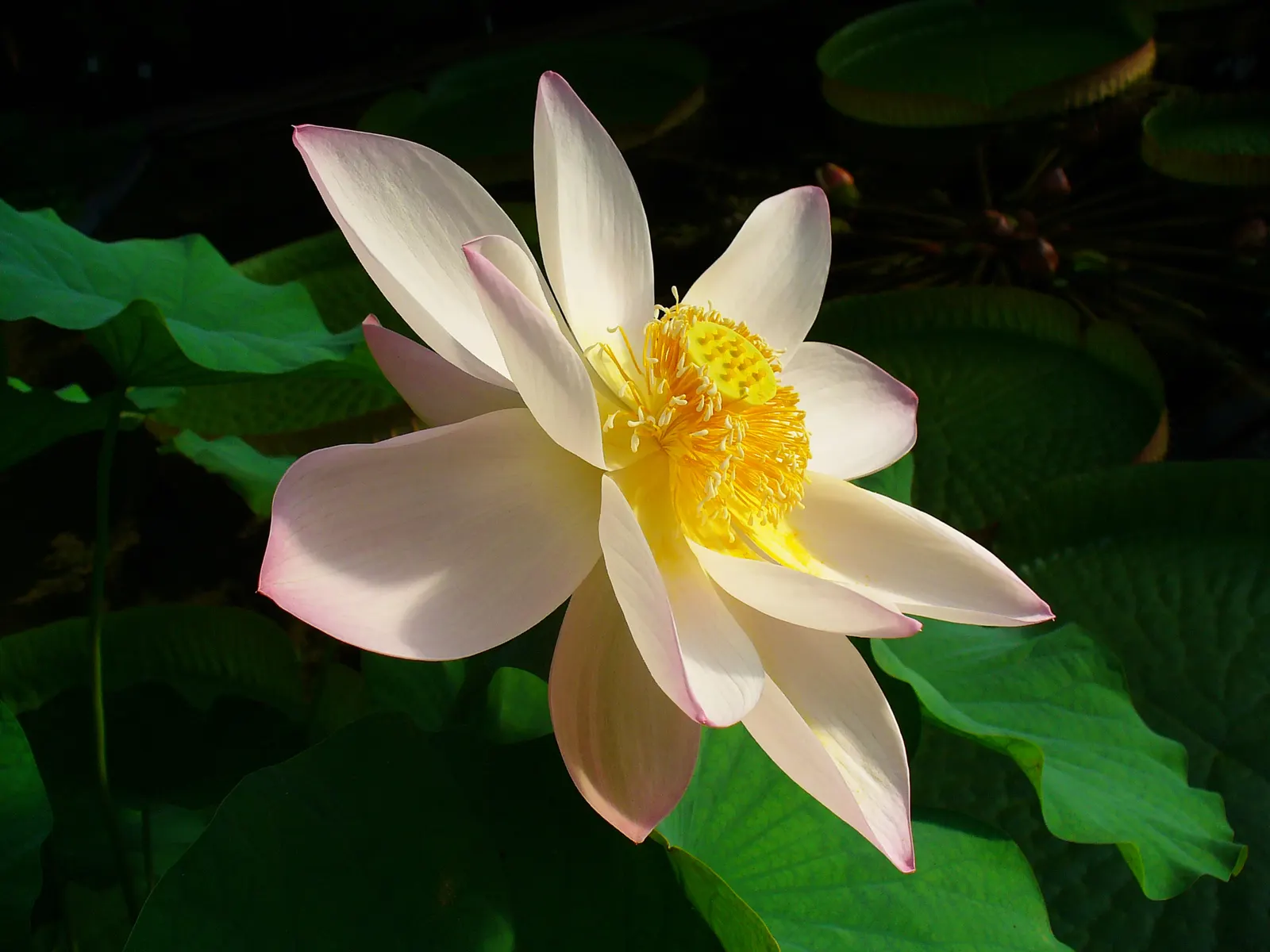 Lotus (Nelumbo Nucifera) — adding a touch of tranquility to the scene, image 77