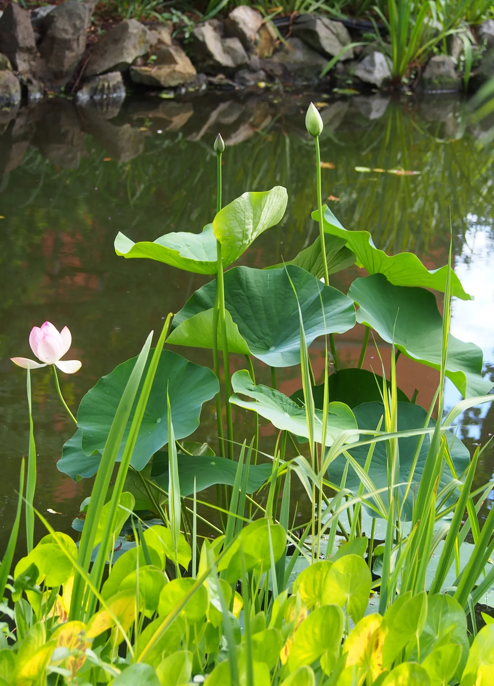 Lotus (Nelumbo Nucifera) — aquatic for full or half; regular fertilizing with aquatic plant food from spring to summer will help maintain their, image 81