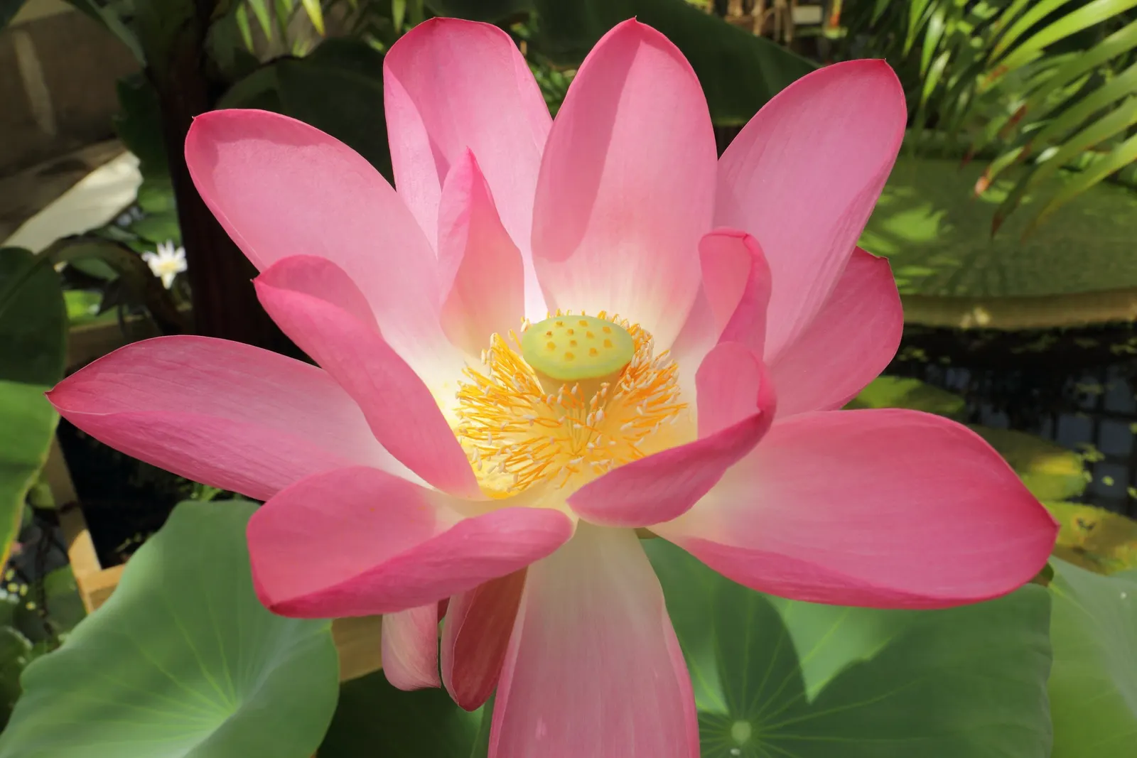 Lotus (Nelumbo Nucifera) — which demand clear visibility; leaves reach up to 24 inches in diameter, image 74