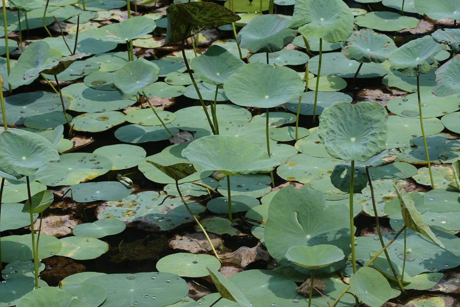 Lotus (Nelumbo Nucifera) — Revered for its beauty and symbolism, the Lotus thrives in still water features, adding a tranquil focal point, image 32
