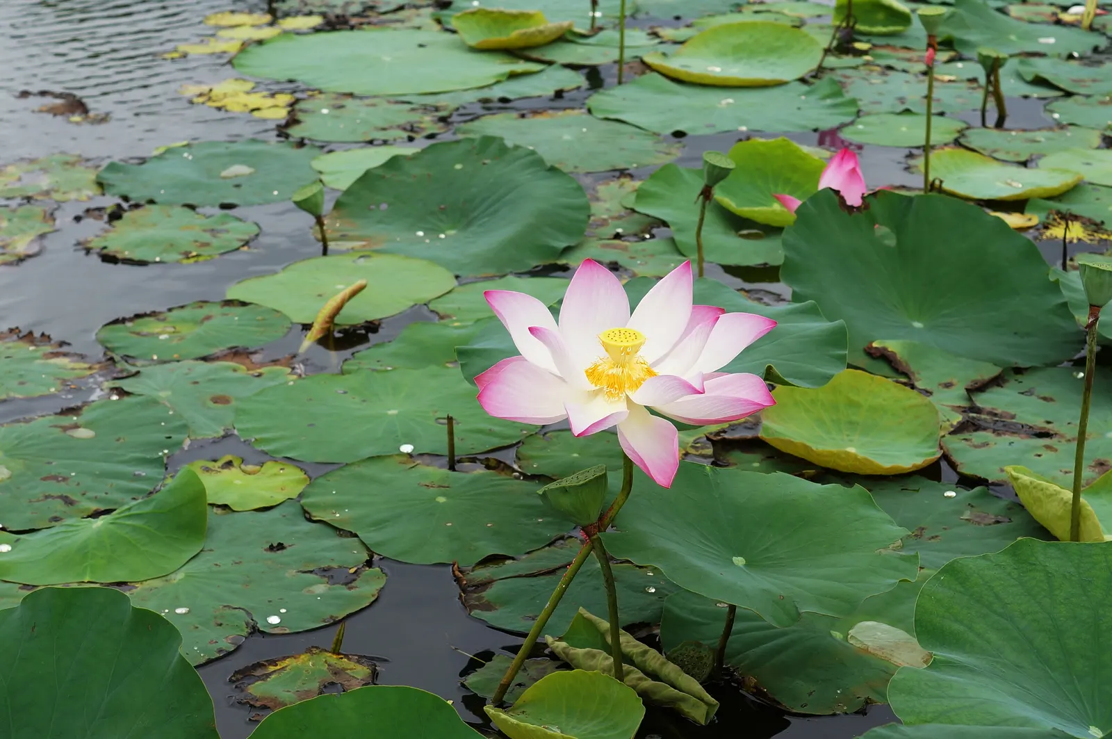 Lotus (Nelumbo Nucifera) — which demand clear visibility; leaves reach up to 24 inches in diameter