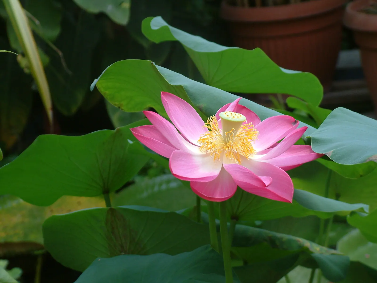 Lotus (Nelumbo Nucifera) — Hardy in USDA zones 4 to 10; native to tropical Asia and Queensland, image 71