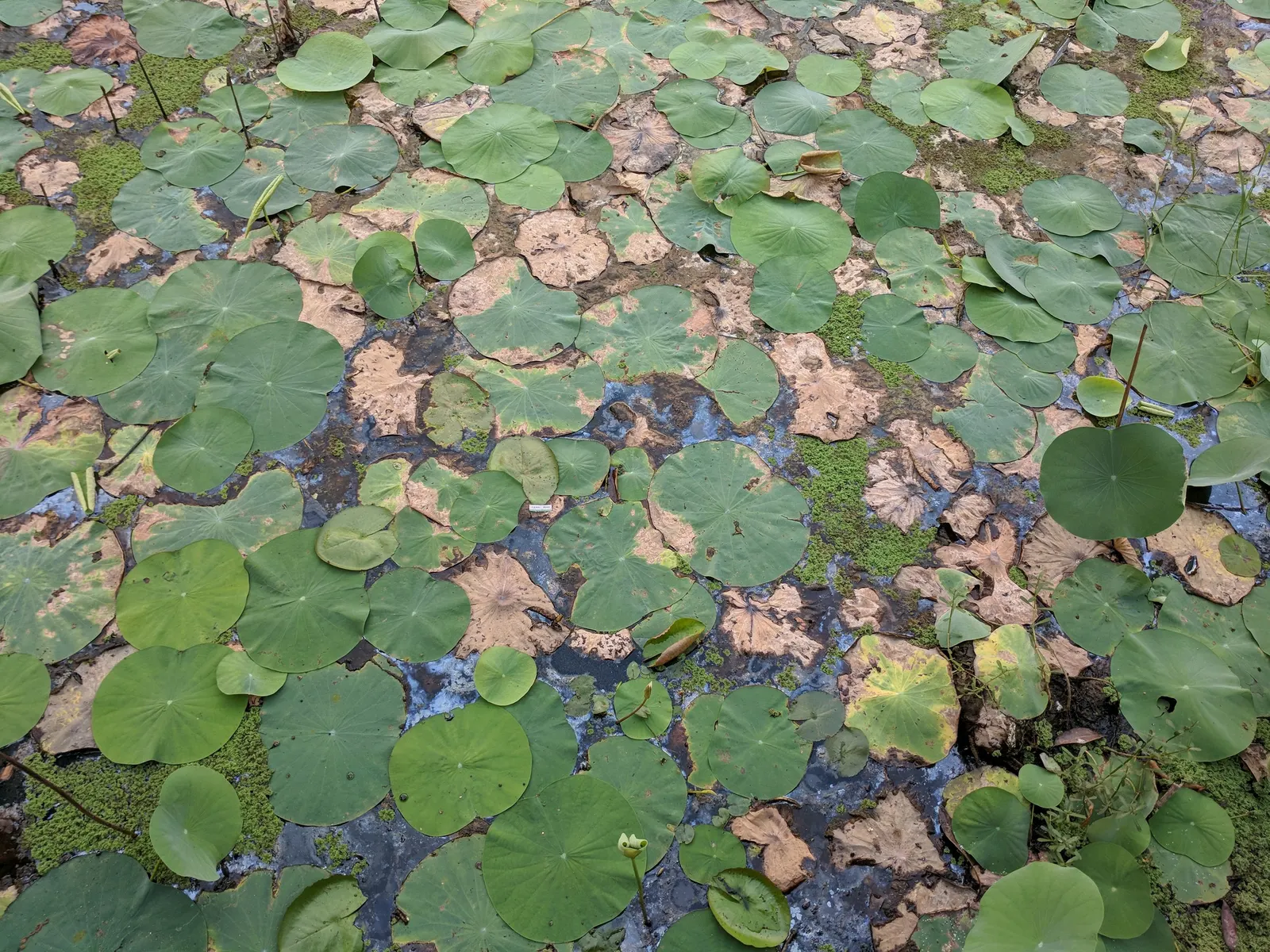 Lotus (Nelumbo Nucifera) — the Lotus thrives in still or slow-moving waters at depths between 8 to 18 inches; the Lotus, or Nelumbo nucifera, is an aquatic