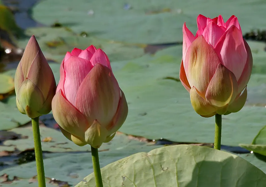 Lotus (Nelumbo Nucifera) — with colors ranging from white and pink to yellow and lavender; the Lotus thrives in still or slow-moving waters at depths between 8
