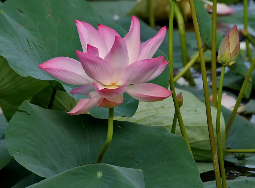 Lotus (Nelumbo Nucifera) — aquatic with pink and white blooms