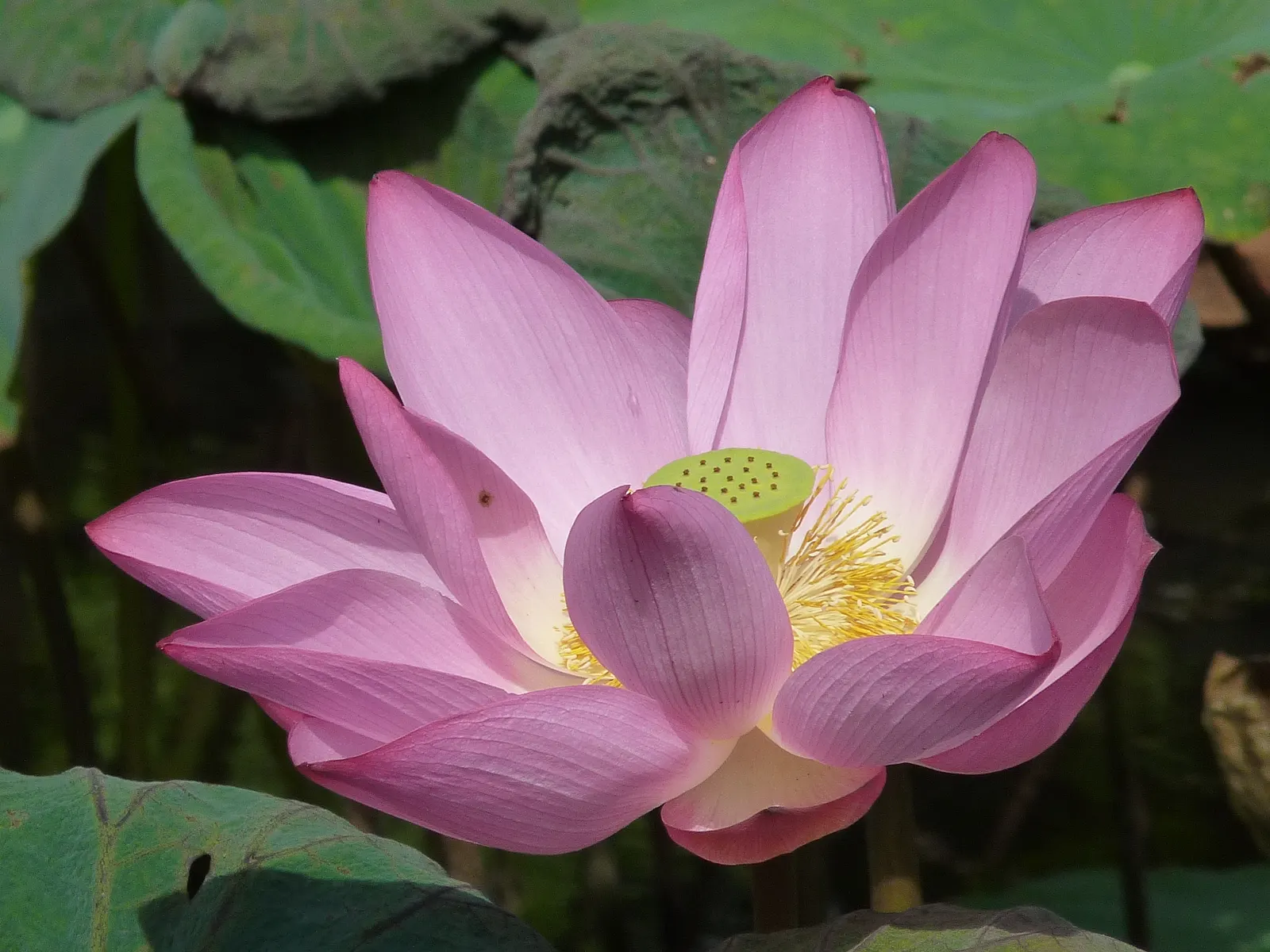 Lotus (Nelumbo Nucifera) — with their leaf diameters spanning up to 2 feet; which demand clear visibility