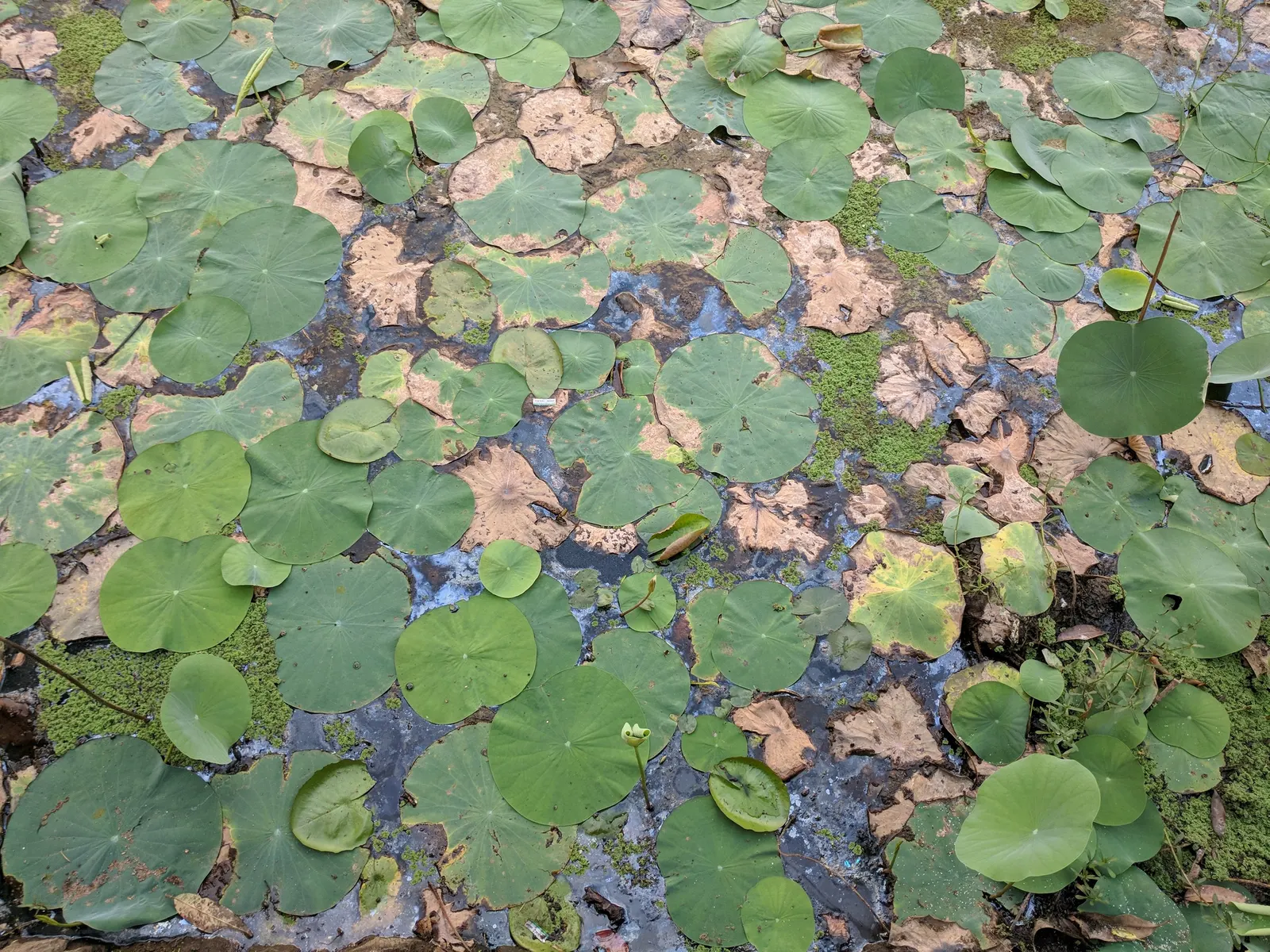 Lotus (Nelumbo Nucifera) — is an aquatic perennial that offers a serene and spiritual aesthetic to any water garden or pond setting; ensure ample, image 61