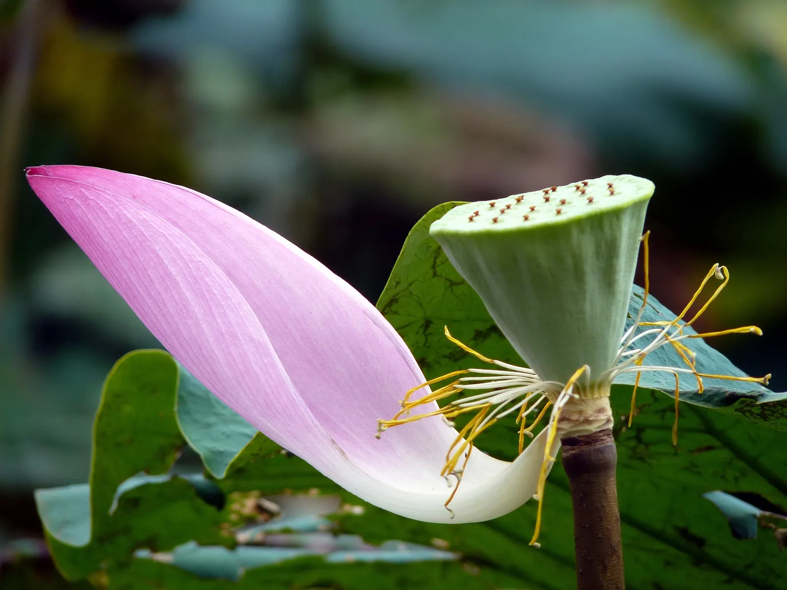 Lotus (Nelumbo Nucifera) — displaying an impressive 'lotus effect' where water beads off; aquatic for full or half