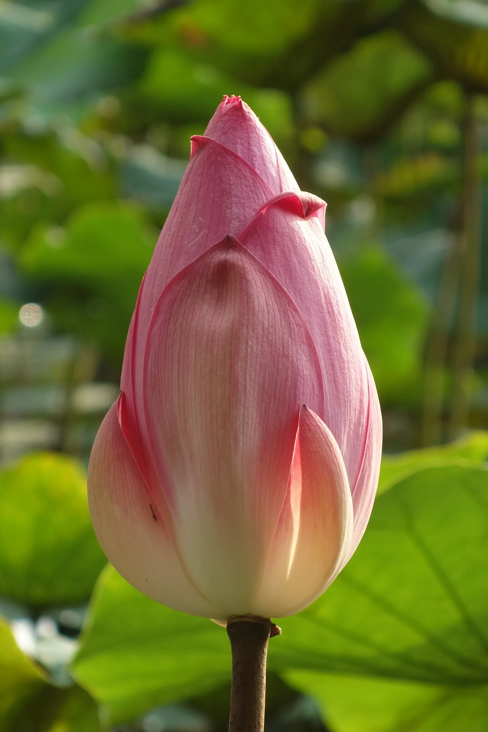 Lotus (Nelumbo Nucifera) — These blooms typically grace ponds from late spring to late summer; is known for its captivating blooms that rise above the water's