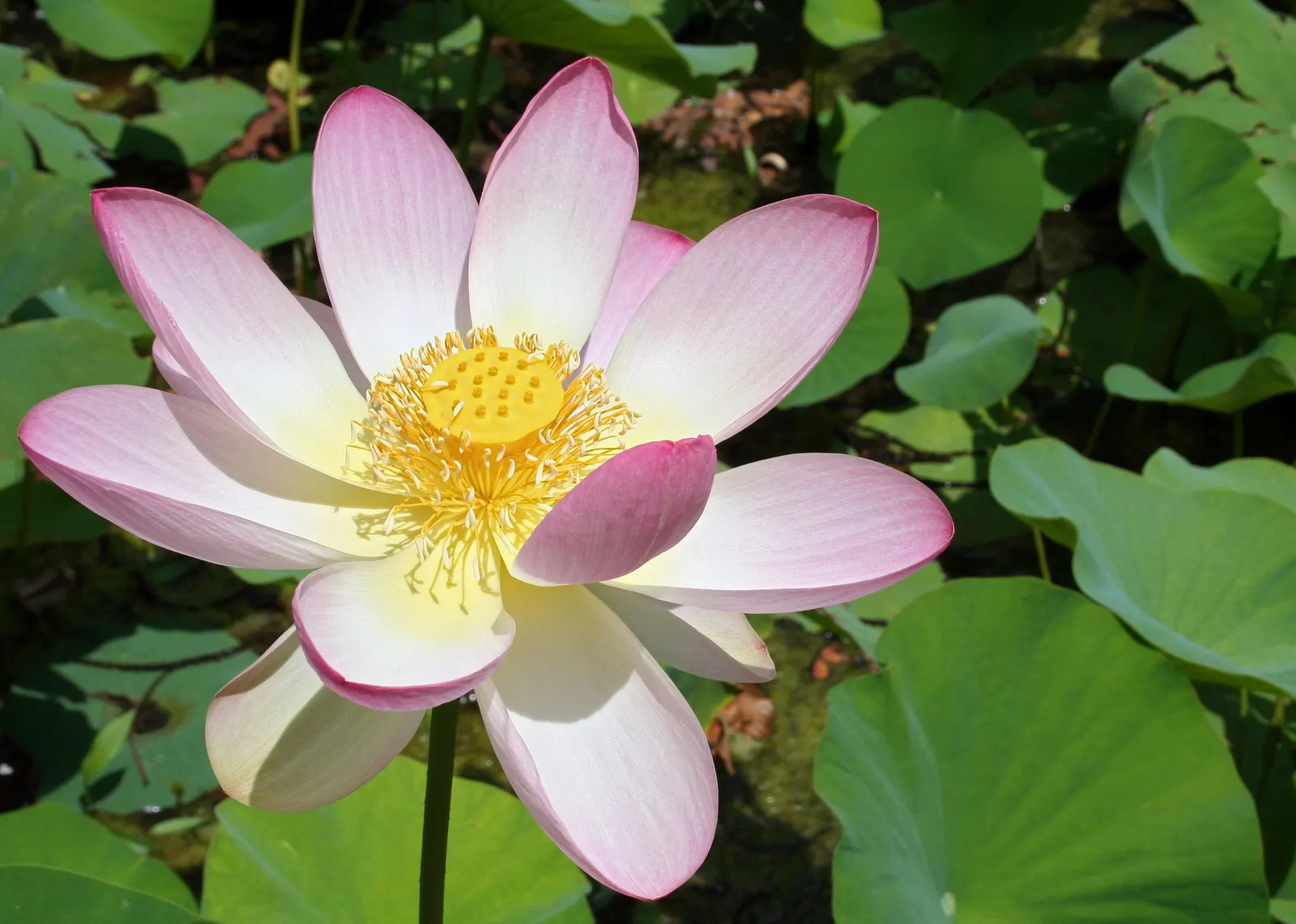 Lotus (Nelumbo Nucifera) — making the plant remarkably self-cleaning; is an aquatic perennial that offers a serene and spiritual aesthetic to any water garden