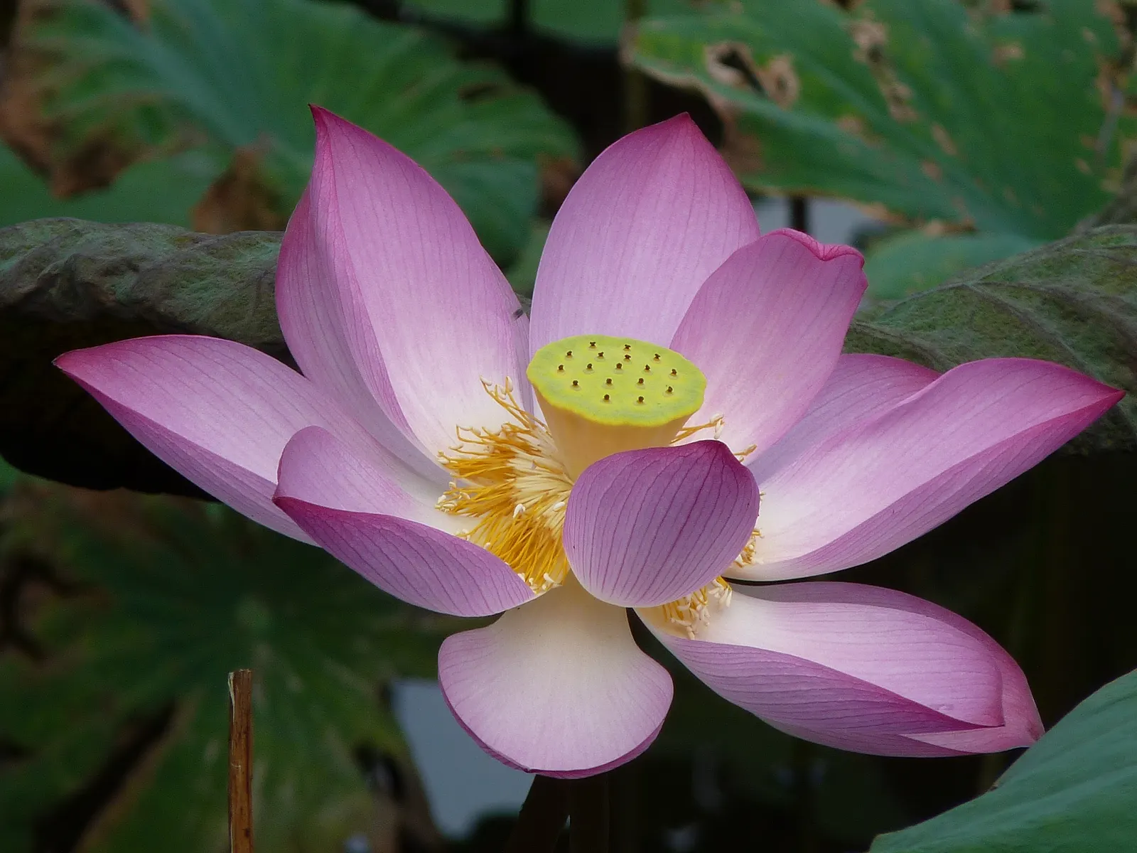 Lotus (Nelumbo Nucifera) — is an aquatic perennial that offers a serene and spiritual aesthetic to any water garden or pond setting; ensure ample, image 88