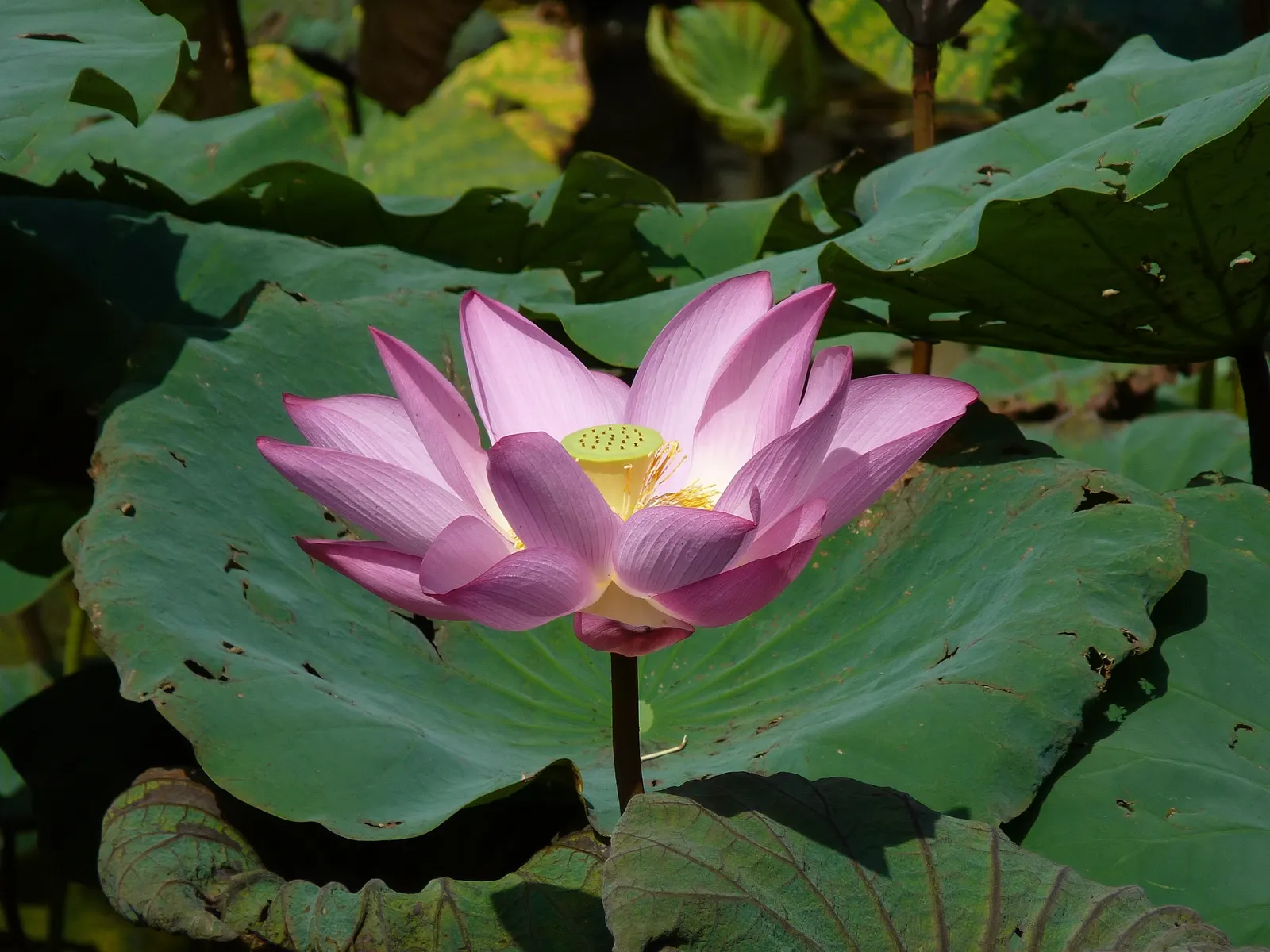 Lotus (Nelumbo Nucifera) — The Lotus, or Nelumbo nucifera, is an aquatic perennial known for its stunning blooms; ideal for zones 4-10, it requires, image 55
