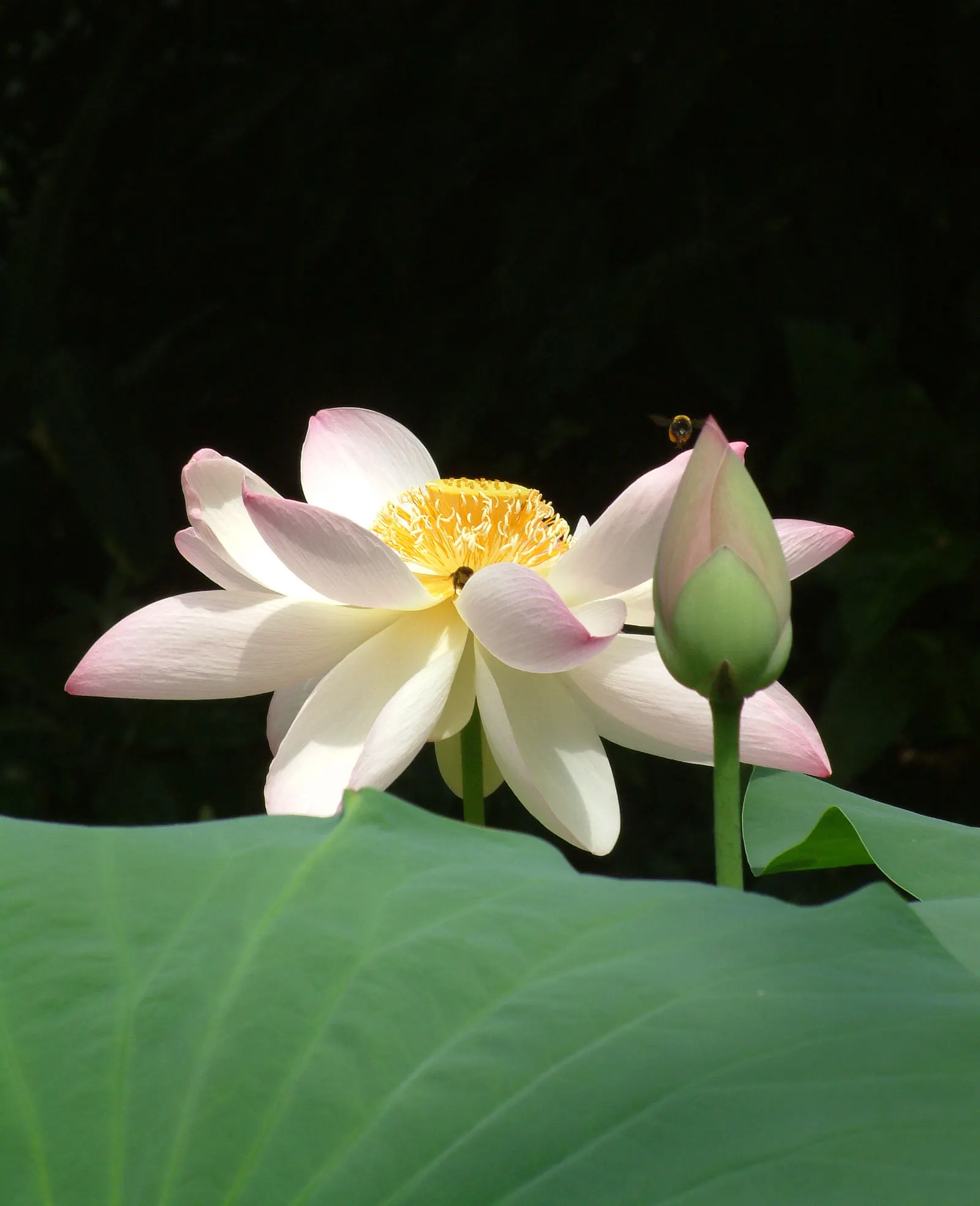 Lotus (Nelumbo Nucifera) — making the plant remarkably self-cleaning; is an aquatic perennial that offers a serene and spiritual aesthetic to any, image 67