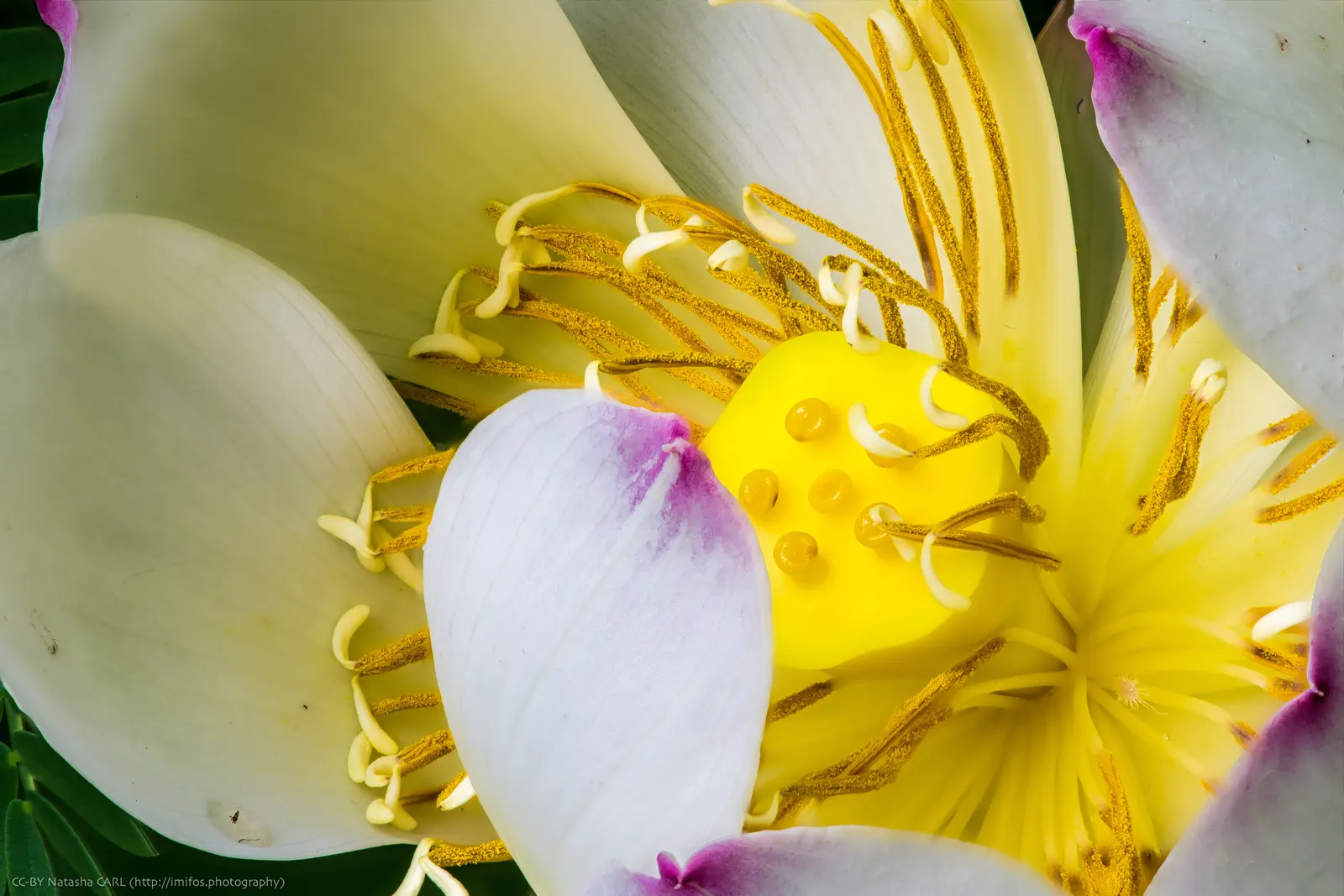 Lotus (Nelumbo Nucifera) — with their leaf diameters spanning up to 2 feet; which demand clear visibility, image 65