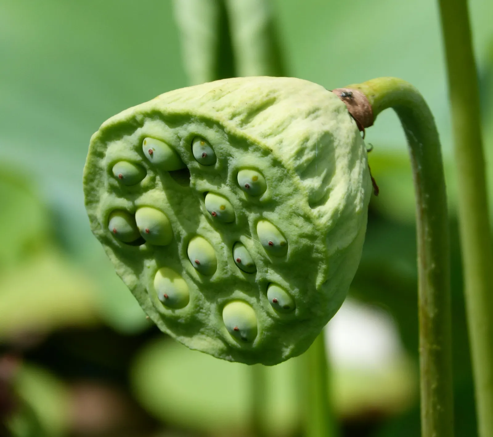 Lotus (Nelumbo Nucifera) — Ideal for zones 4-10, it requires full sun and a depth of 12-18 inches of water; pink and white flowers in the garden, image 58