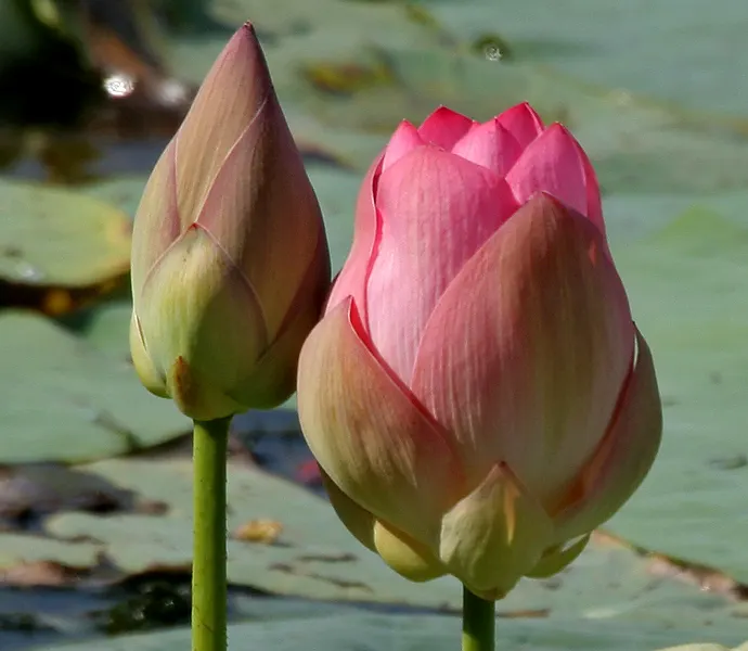 Lotus (Nelumbo Nucifera) — is an aquatic perennial that offers a serene and spiritual aesthetic to any water garden or pond setting; ensure ample space for