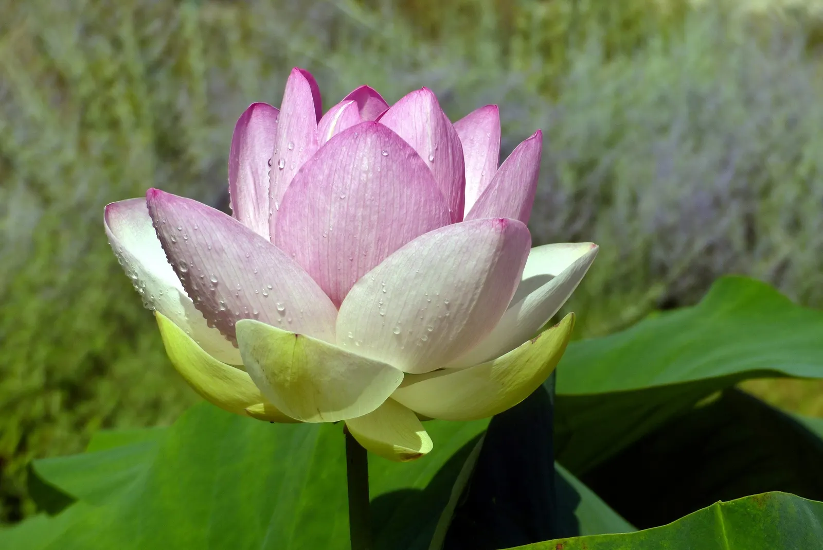 Lotus (Nelumbo Nucifera) — also revered as the Sacred Lotus; displaying an impressive 'lotus effect' where water beads off