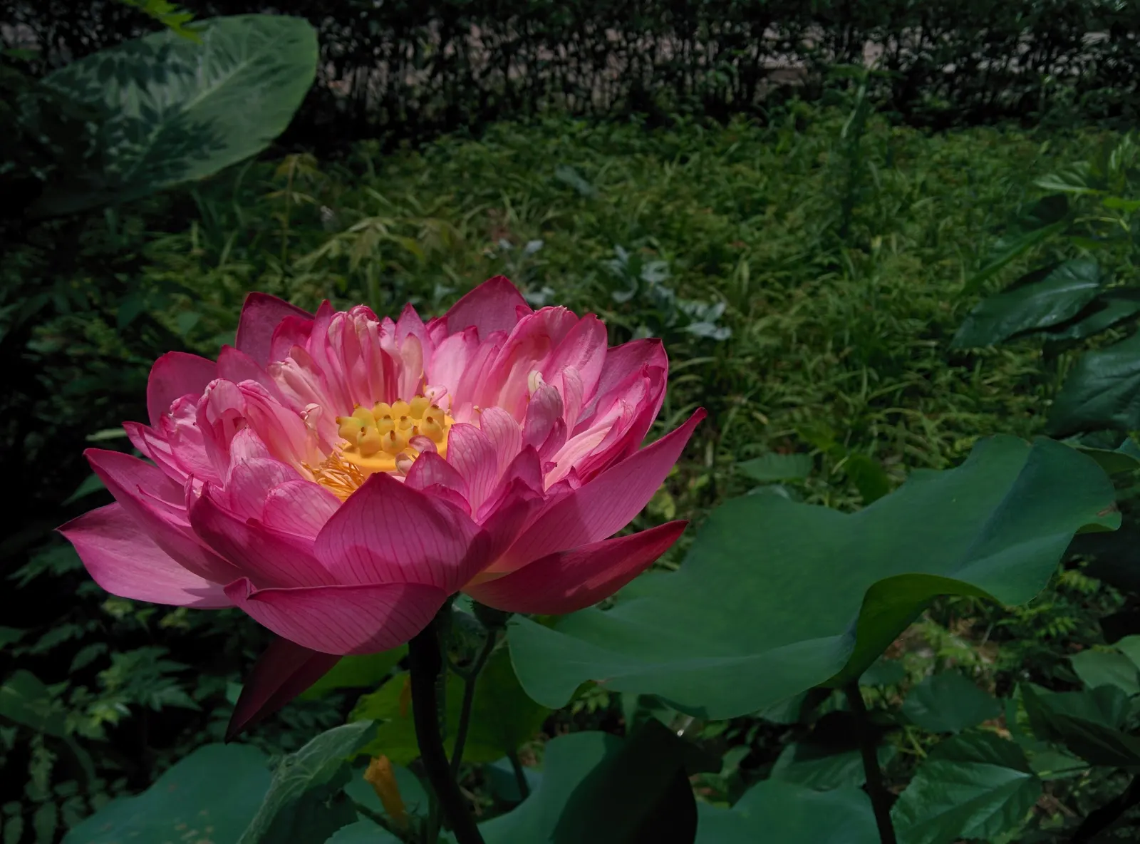 Lotus (Nelumbo Nucifera) — native to tropical Asia and Queensland; aquatic with pink and white blooms, image 89