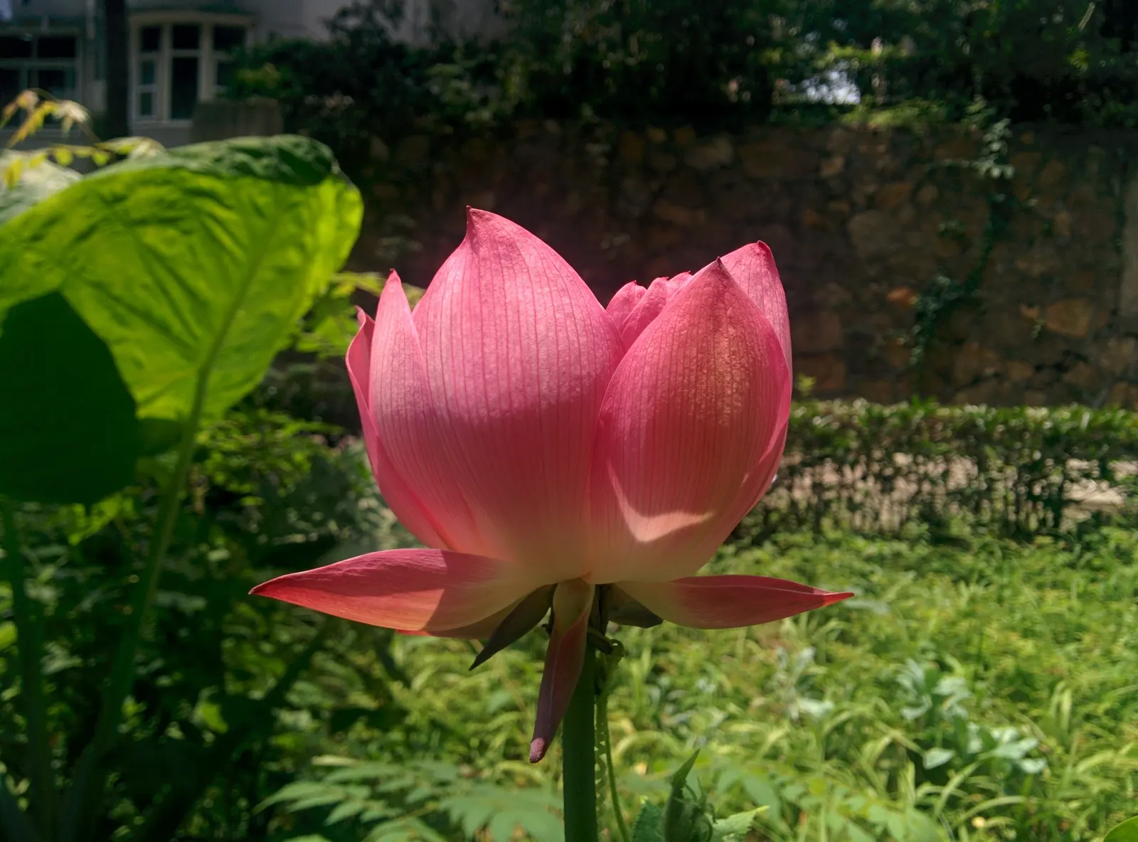 Lotus (Nelumbo Nucifera) — pink and white flowers in the garden; the Lotus plants can spread generously, image 79