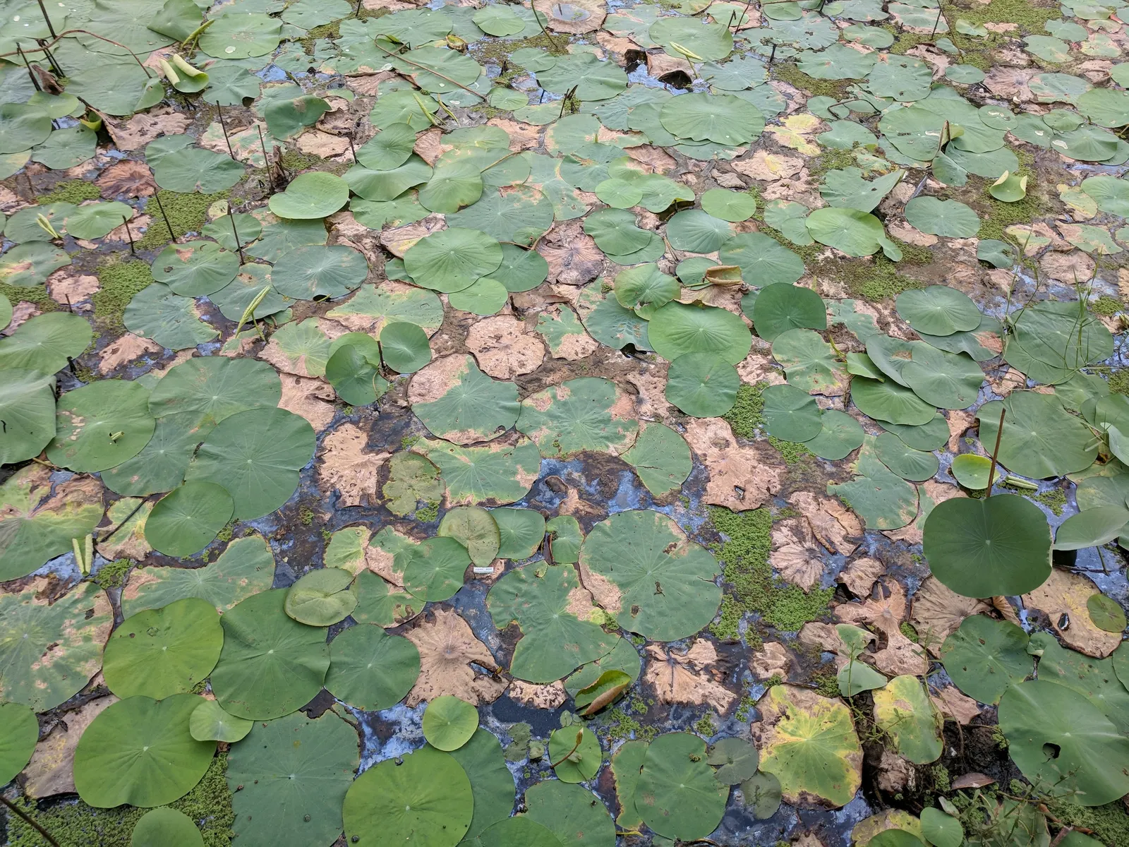 Lotus (Nelumbo Nucifera) — Ideal for zones 4-10, it requires full sun and a depth of 12-18 inches of water; pink and white flowers in the garden