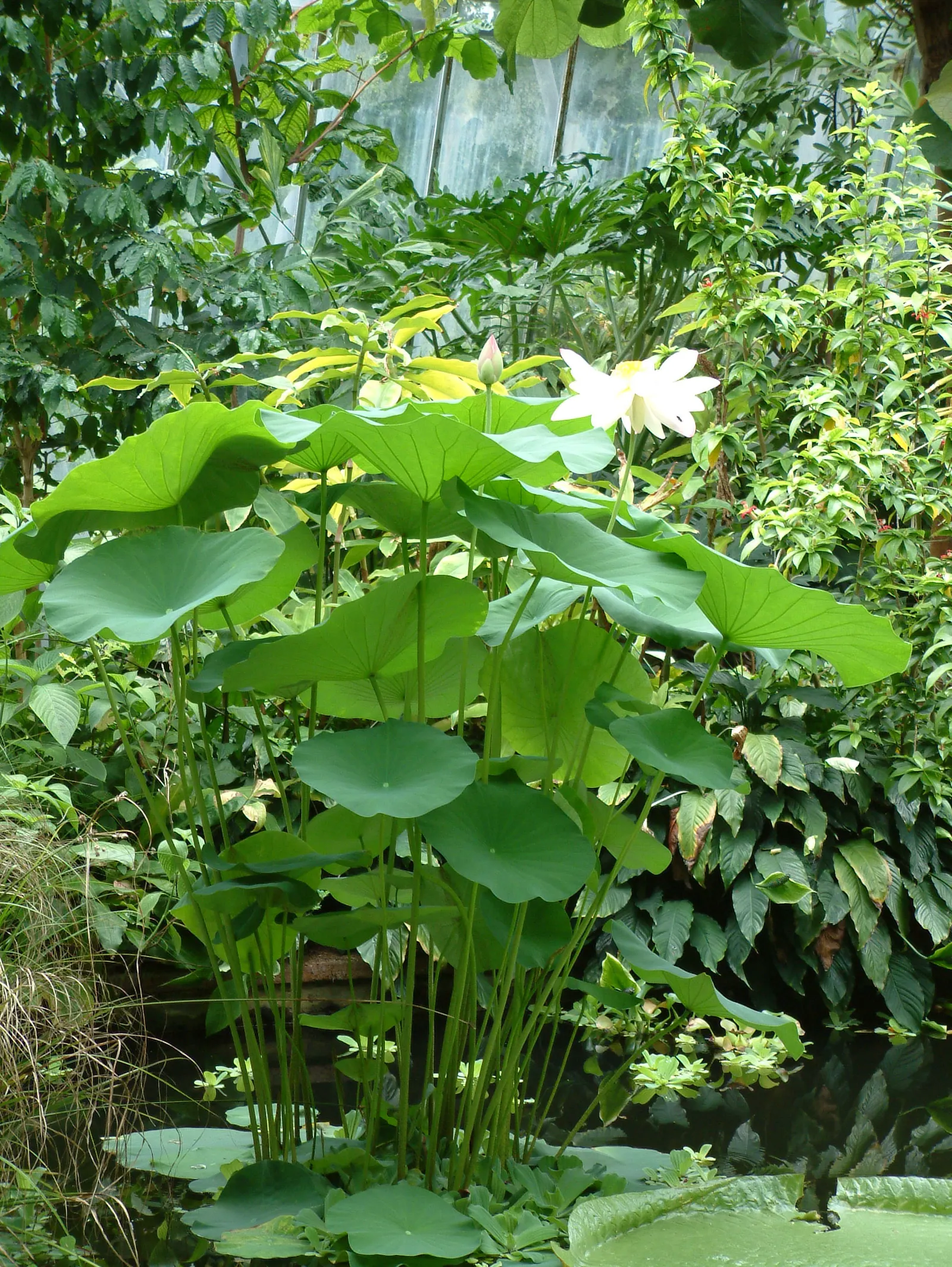 Lotus (Nelumbo Nucifera) — Hardy in USDA zones 4 to 10