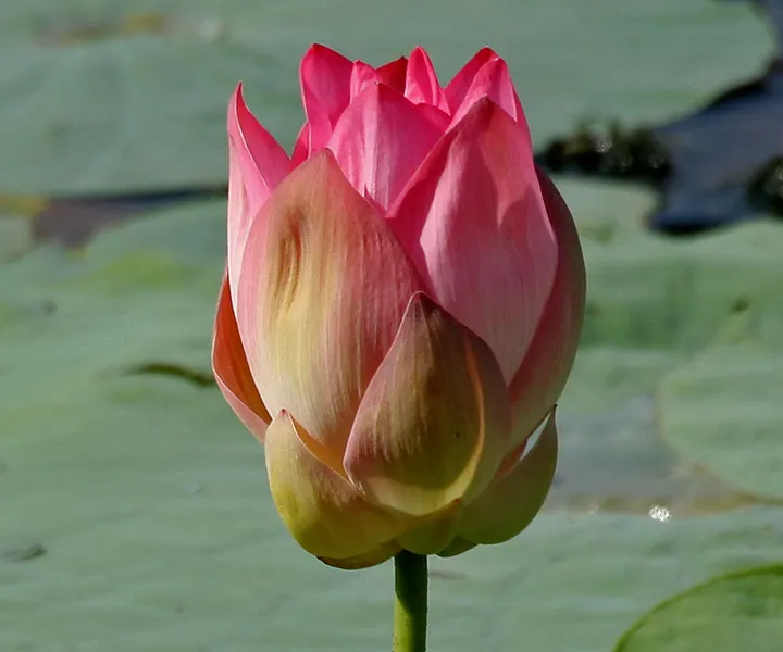 Lotus (Nelumbo Nucifera) — with colors ranging from white and pink to yellow and lavender