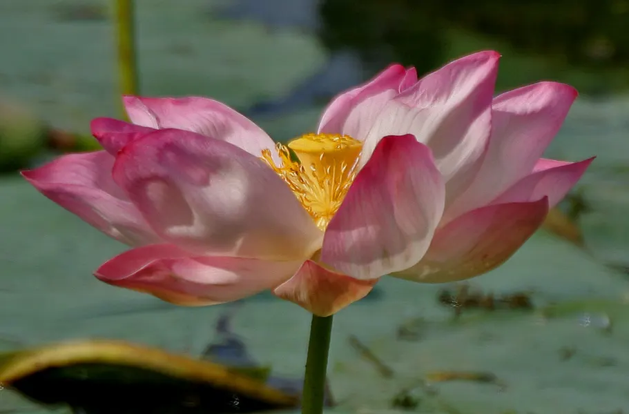 Lotus (Nelumbo Nucifera) — making the plant remarkably self-cleaning