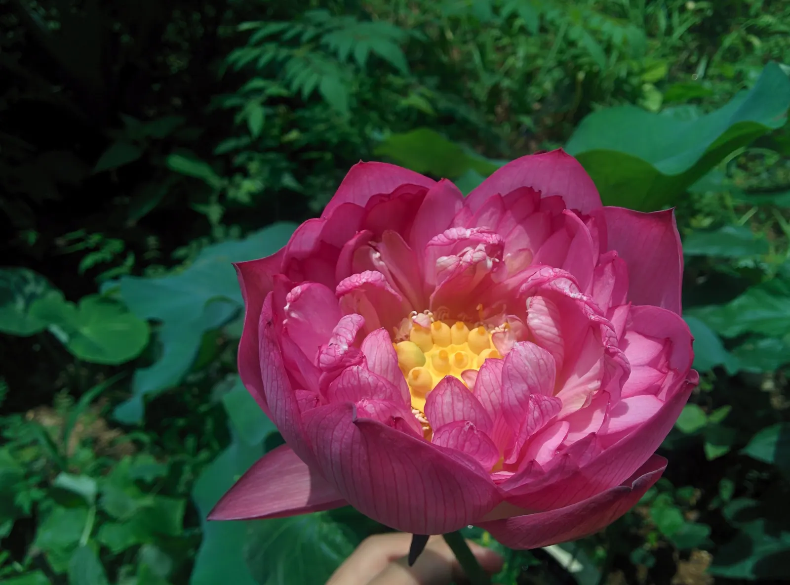 Lotus (Nelumbo Nucifera) — ensure ample space for growth and consider the impressive size of their leaves and flowers; with colors ranging from, image 73