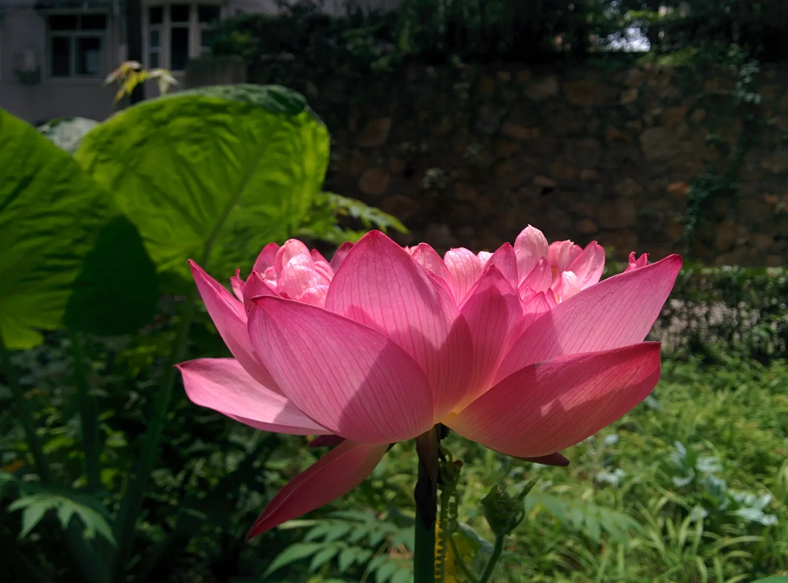 Lotus (Nelumbo Nucifera) — The Lotus, or Nelumbo nucifera, is an aquatic perennial known for its stunning blooms; ideal for zones 4-10, it requires, image 82