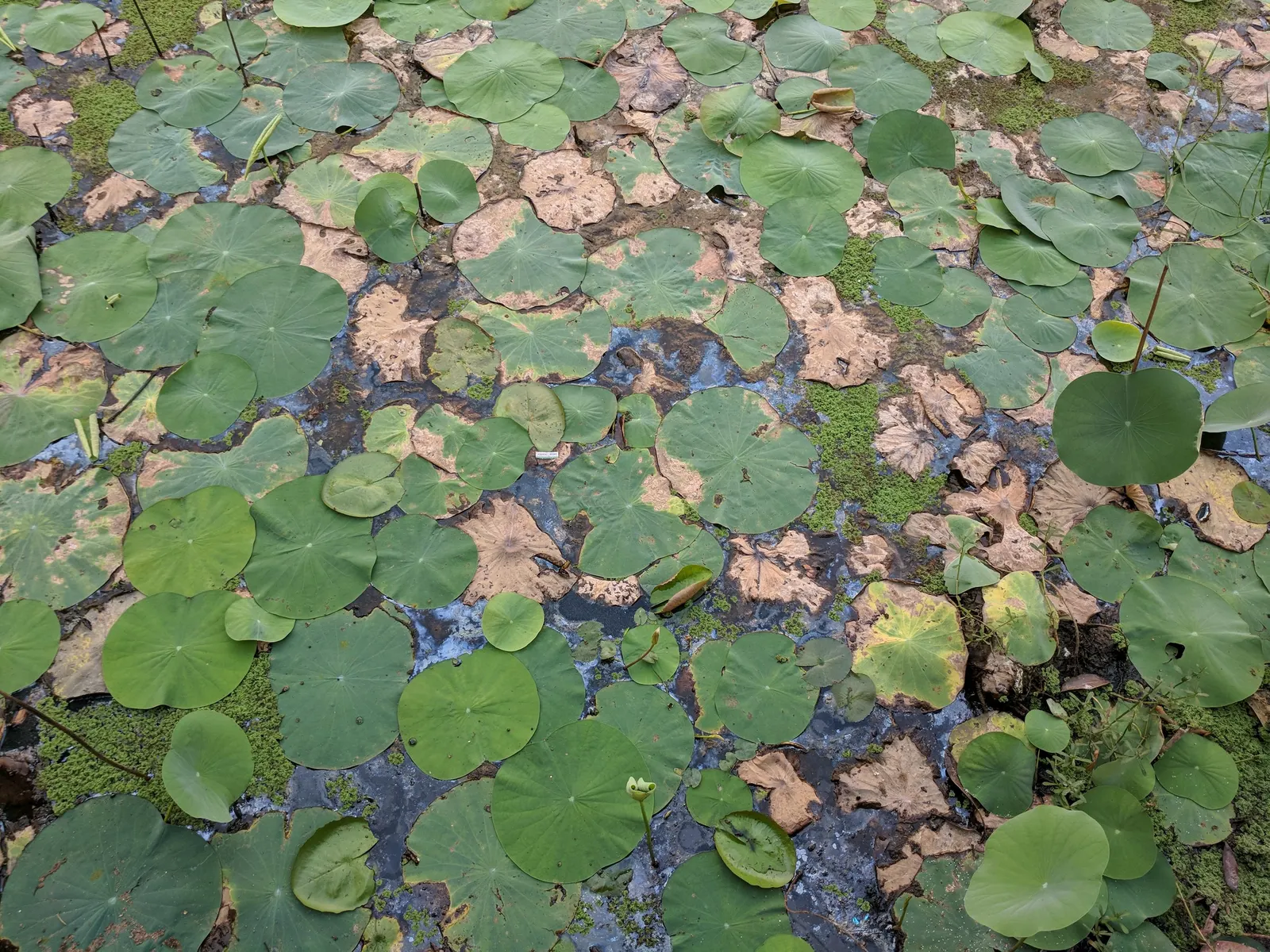 Lotus (Nelumbo Nucifera) — is known for its captivating blooms that rise above the water's surface up to eight inches on erect stalks; also revered as the