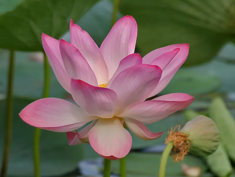 Lotus (Nelumbo Nucifera) — along with its ethereal beauty