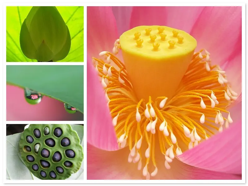 Lotus (Nelumbo Nucifera) — These blooms typically grace ponds from late spring to late summer; is known for its captivating blooms that rise above, image 75