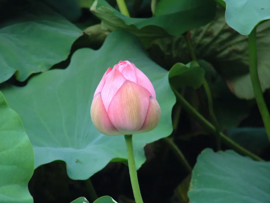 Lotus (Nelumbo Nucifera) — the Lotus thrives in still or slow-moving waters at depths between 8 to 18 inches
