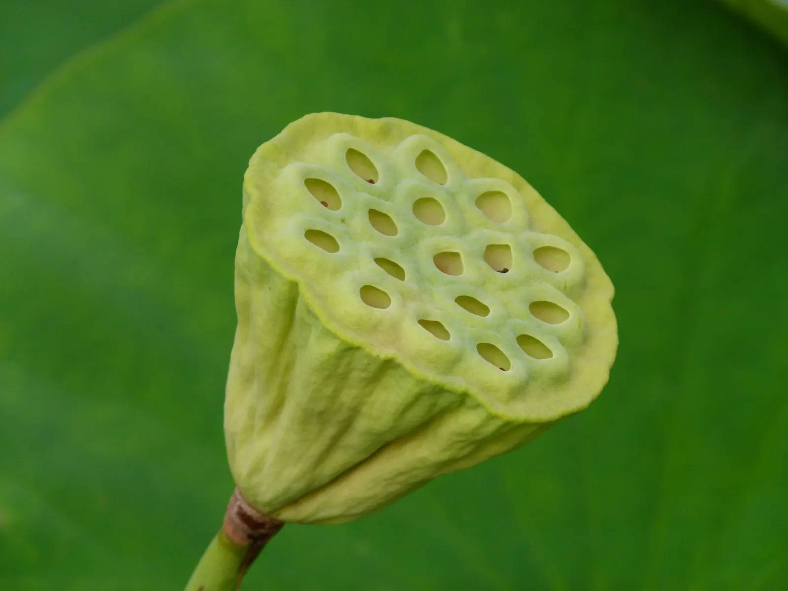 Lotus (Nelumbo Nucifera) — is an aquatic perennial that offers a serene and spiritual aesthetic to any water garden or pond setting