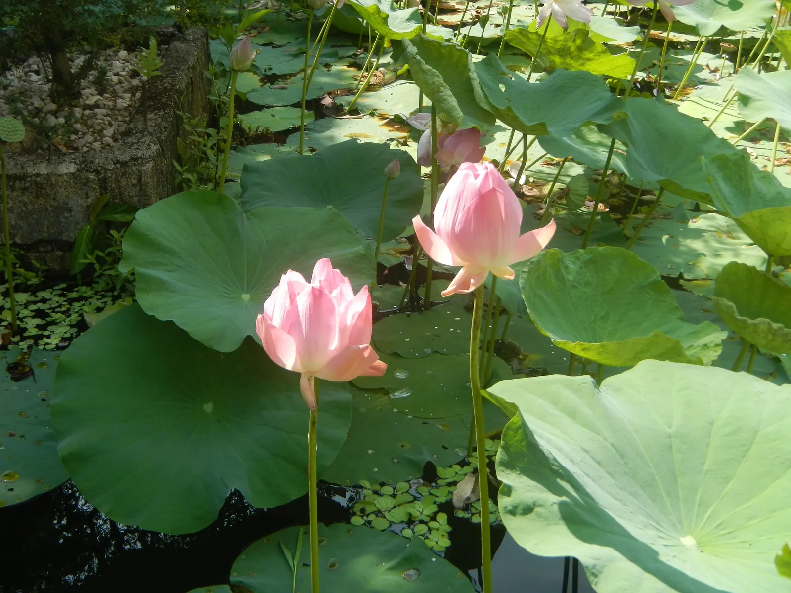 Lotus (Nelumbo Nucifera) — displaying an impressive 'lotus effect' where water beads off; aquatic for full or half, image 66