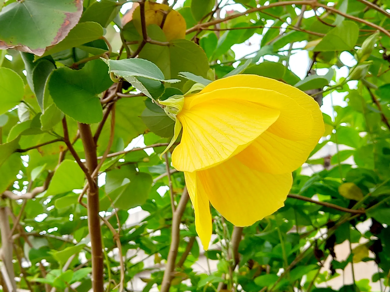 Lotus (Nelumbo Nucifera) — The Lotus plants can spread generously