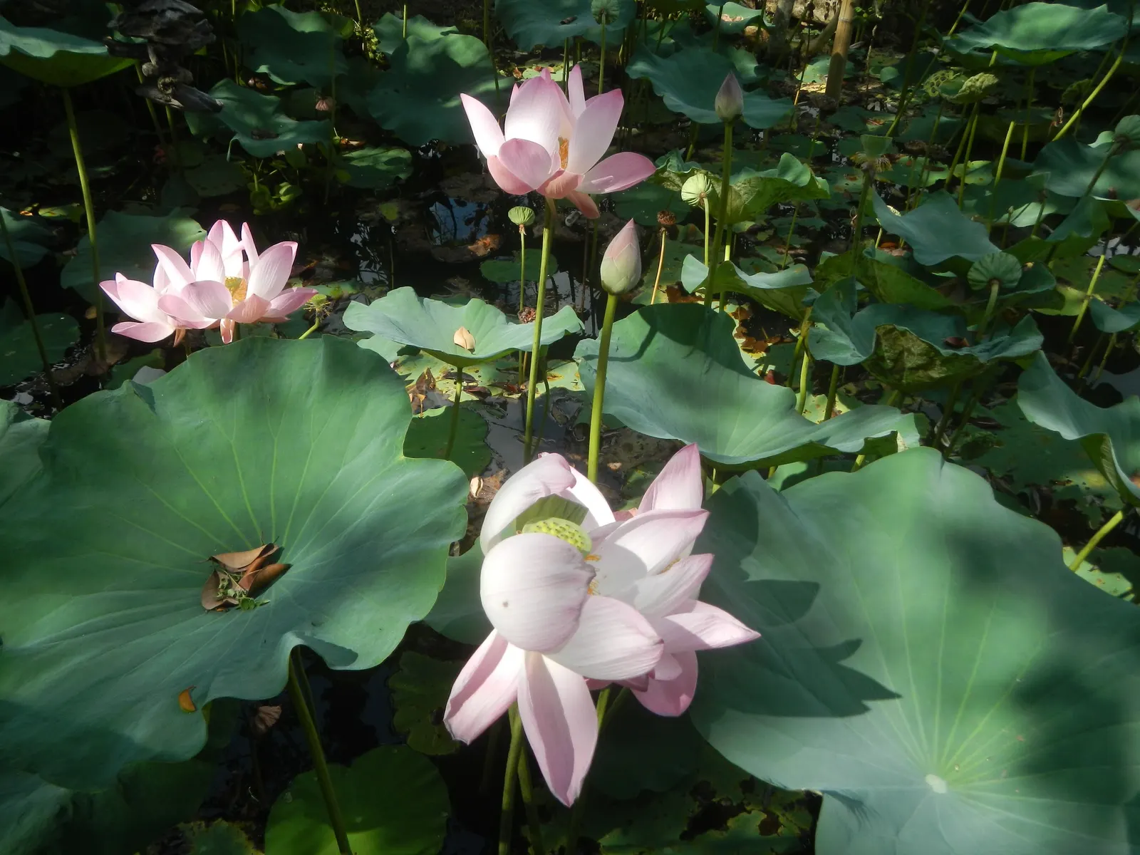 Lotus (Nelumbo Nucifera) — Nelumbo nucifera prefers a warm; contributes to its cultural symbolism of purity and rebirth.<br><br>Ideally, image 72