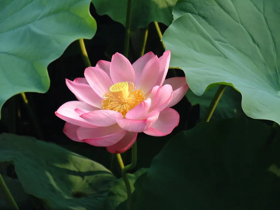 Lotus (Nelumbo Nucifera) — aquatic for full or half; regular fertilizing with aquatic plant food from spring to summer will help maintain their sumptuous
